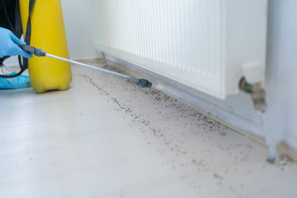 Best Emergency Pest Control  in Coalfield, TN